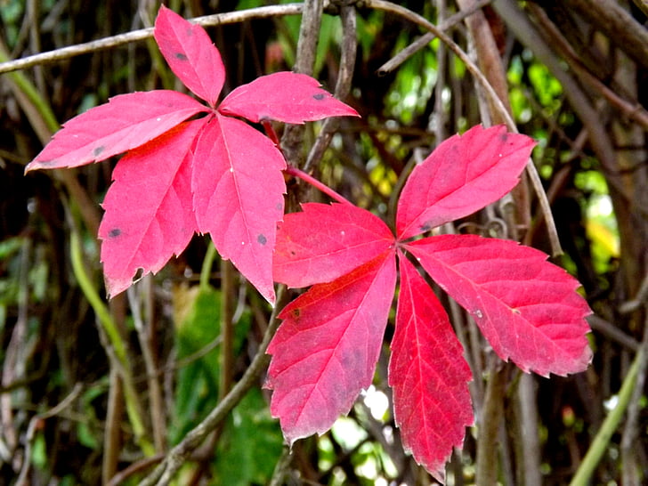 leaves, red, autumn, plants, nature, fall, forest