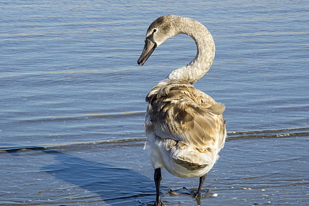 swan, great, mal, feather, young people, bird, gray
