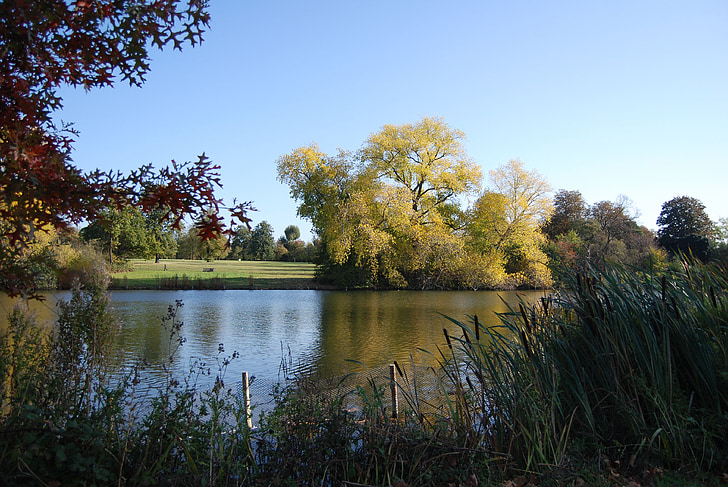 lake, blue sky, calmness, trees, bulrushes, peaceful
