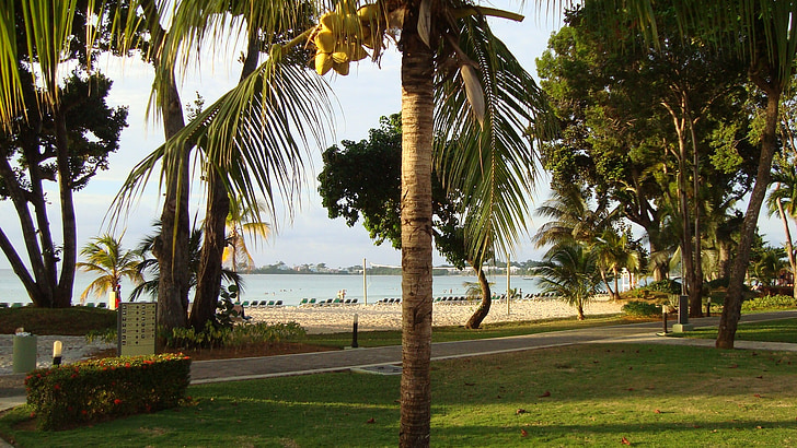 Tropical, Resort, Palma, Caraibi