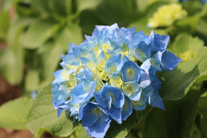 The, flori, primavara, flori de primavara, al doilea apel, natura, albastru