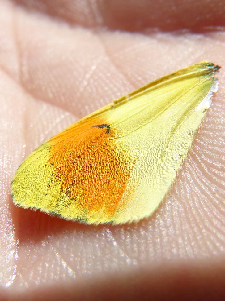 Butterfly wing, färger, detalj, skalor, hand, färgglada, insekt