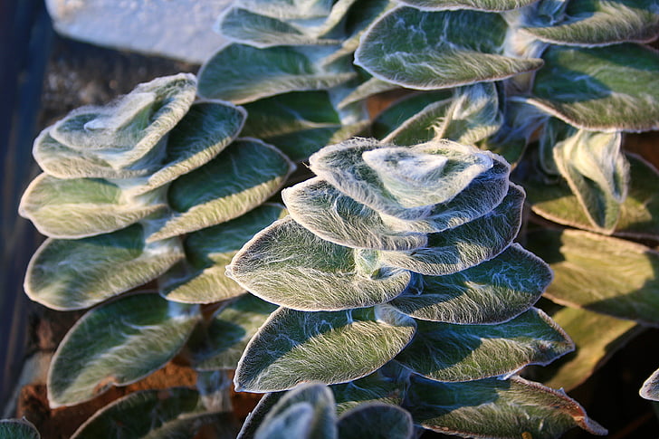 lambs ear, plant, leaves, green, soft, hairy, down