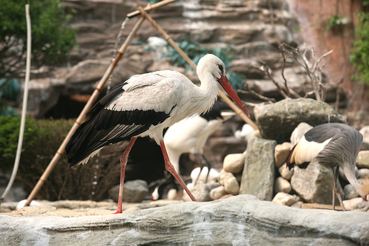 Čáp, nové, zvíře, ptáci, Zoo