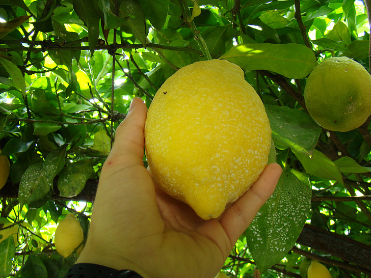 lemon, fruit, yellow
