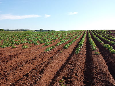 potato, field, crops, farm, soil, summer, plant