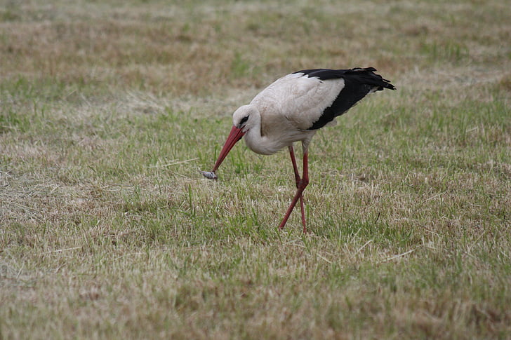 stork, white stork, rattle stork, storks, adebar, bill, white storks