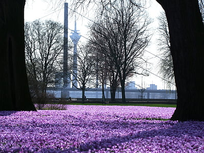krokus, bloemen, lente, Park, Düsseldorf, zee van bloemen, Rheinpark