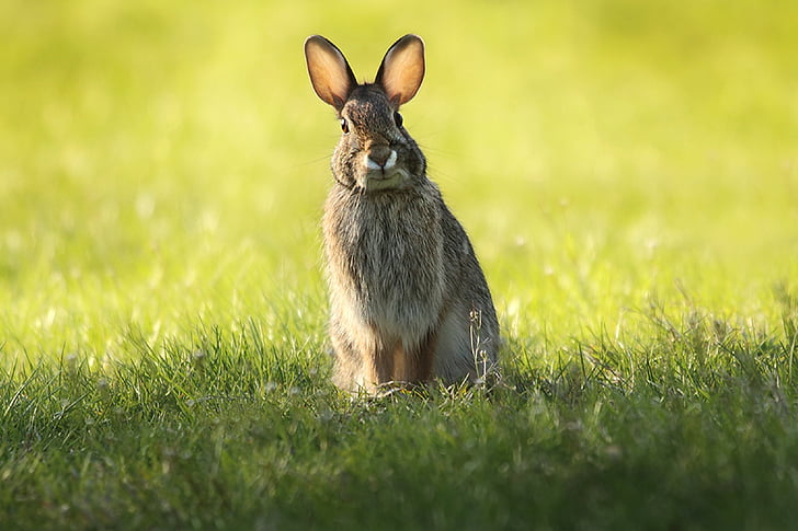 tavşan, vahşi, doğa, yaban hayatı, portre, oturma, kulaklar