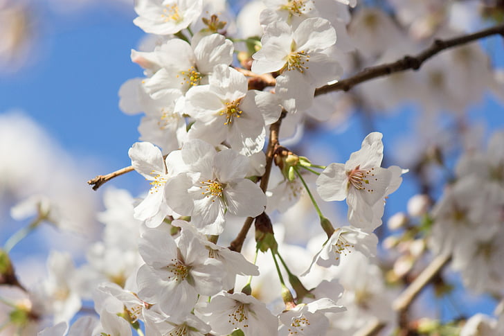 čerešňa, jar, Japonsko