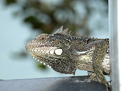 Iguana, Caraibien, natur, krybdyr, hoved, hud, øje