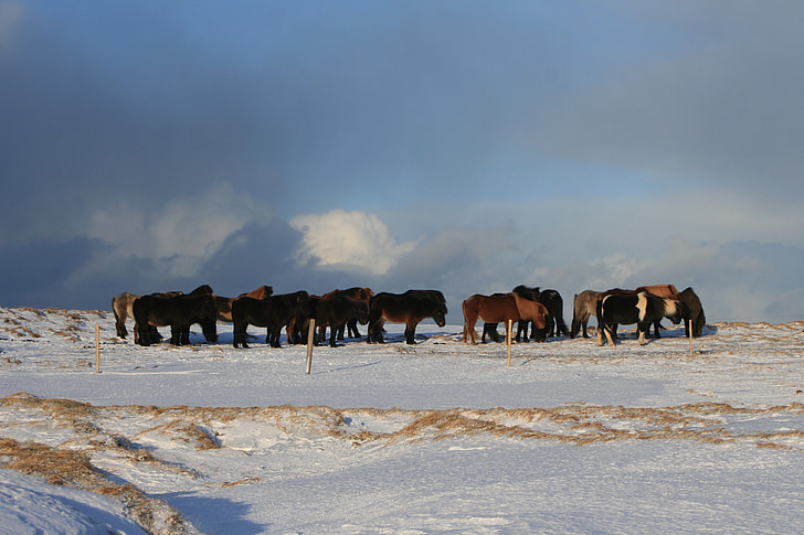 IJsland, pony 's, sneeuw, breed