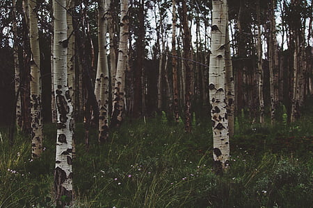 birch trees, trunks, bark, trees, forest, wood, nature