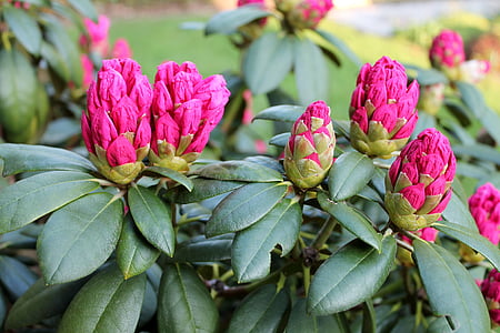 Rhododendron, Puutarha, kesällä, Tanska, tausta, kukka, vaaleanpunainen
