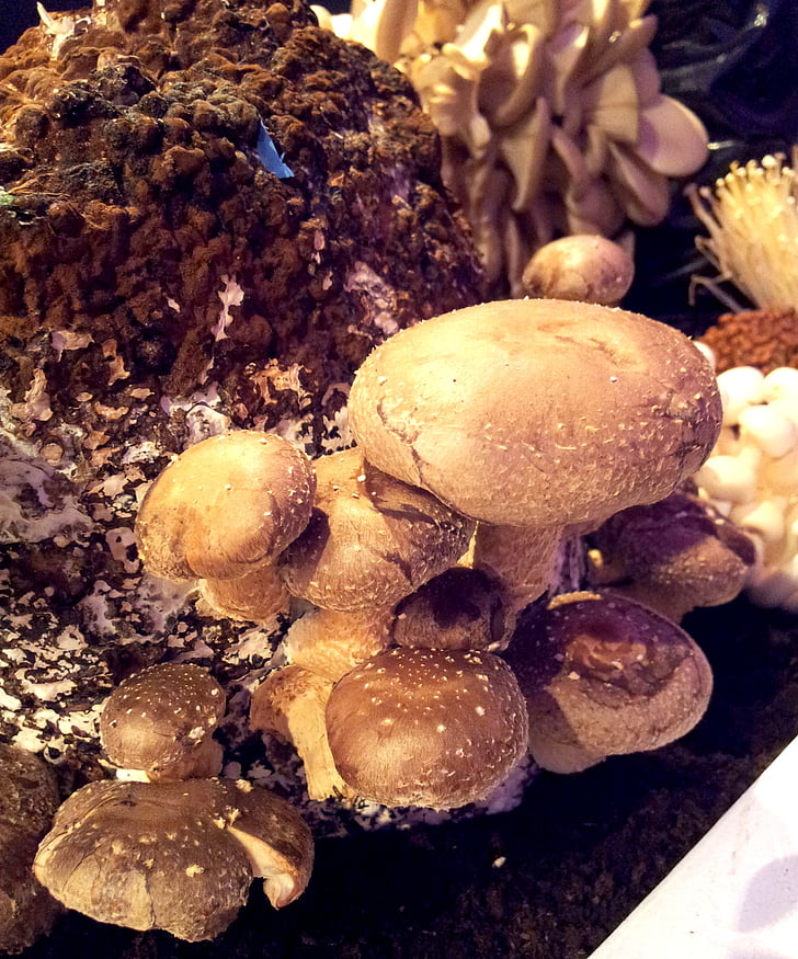 mushrooms, types, nature, food, fungus, close-up