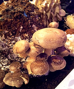 funghi, tipi, natura, cibo, fungo, Close-up