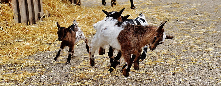 goats, wildpark poing, young animals, playful, romp, cute, small