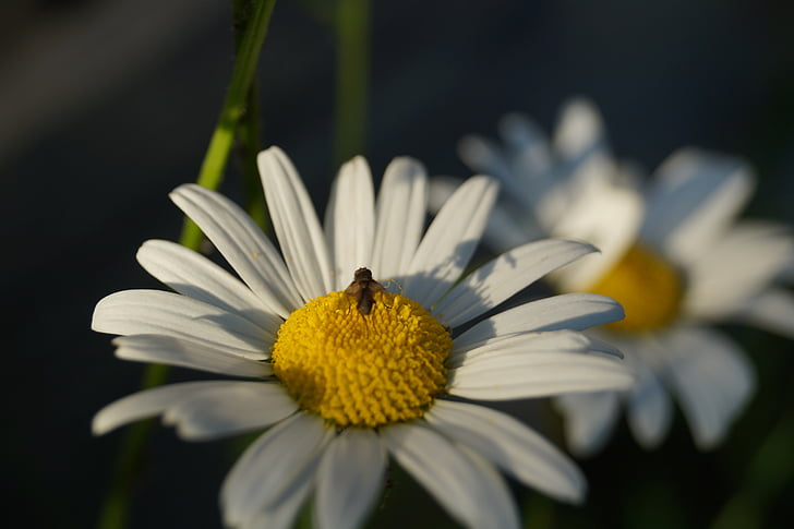 fotomontáž kata kunci, serangga, bunga, terbang, alam bunga, alam, Daisy