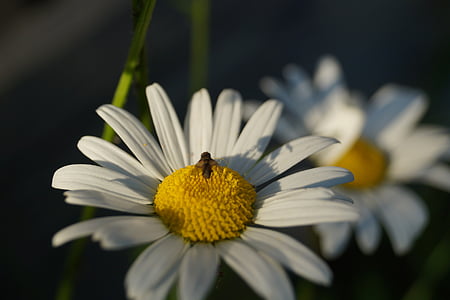 kľúčové slová fotomontáž, hmyzu, kvet, lietať, prírody kvety, Príroda, Daisy