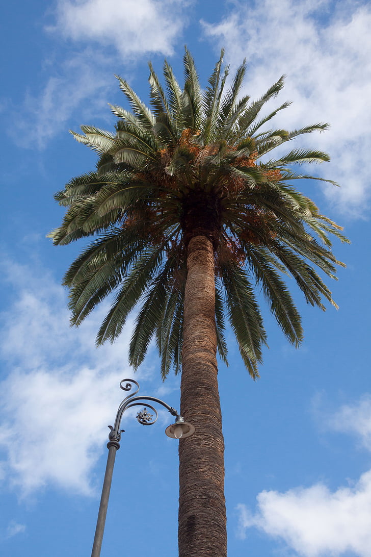 Palm, gökyüzü, mavi, bulutlar, Sokak Aydınlatma