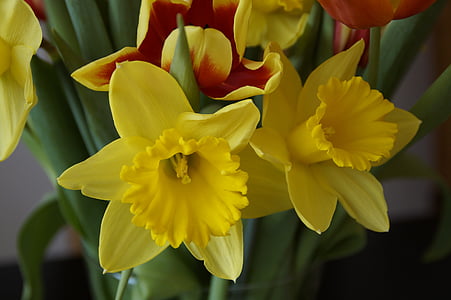 osterglocken, spring bouquet, spring, signs of spring, bouquet, daffodils, flowers