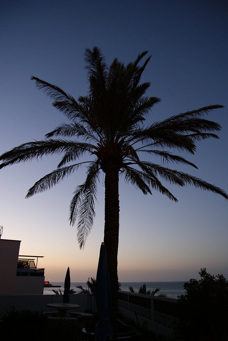 Palm, träd, Anläggningen, exotiska, Medelhavet, sommar, Palm tree