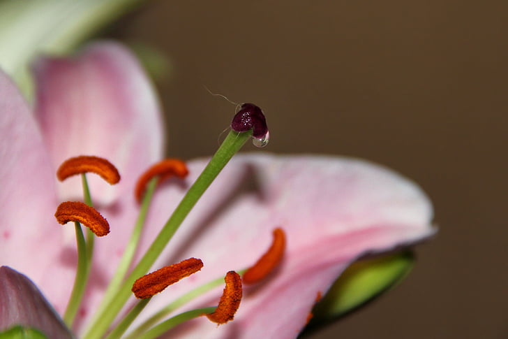 lily, pistil, pollen threads, pollen, flower nectar, nectar, nectar drops