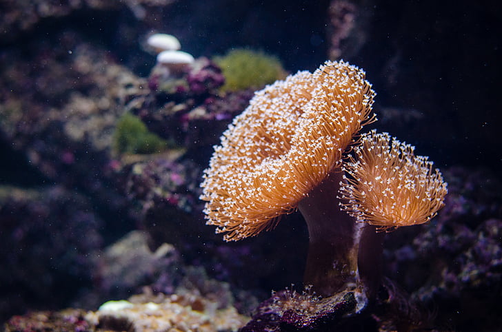 corail, animal marin, coraux, cnidaires, superorganisms de colonies, polype, exosquelette