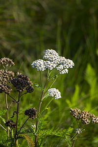 achillea millefolium, wildflower, plant, california native, yarrow