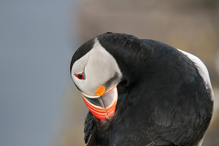 vták, Puffin, Island