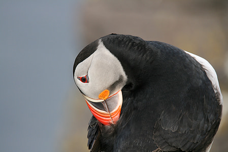 paukštis, jungiančių Puffin, Islandija