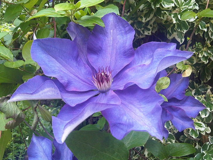 clematis, blue, flower, nature, spring