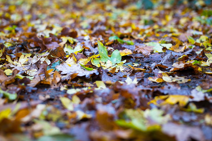 musim gugur, daun, warna-warni, dedaunan jatuh, kaki, keprihatinan, daun di musim gugur