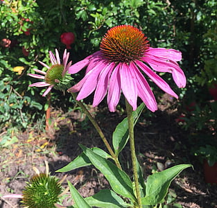 flowers, nature, echinacea, flower, fragility, plant, day