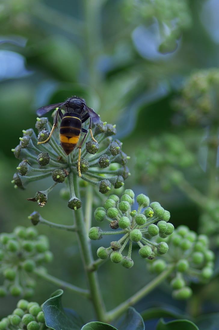 asian hornet, invasive species, insect, nature, plant, close-up
