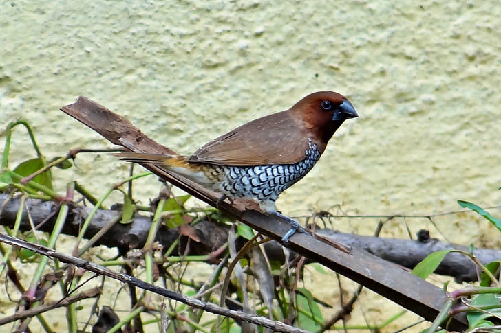 Spotted munia, muszkatowa, Lonchura punctulata, ptak, fauna, Indie