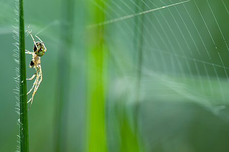 autumn spider, metellina segmentata, female, nature, insect, network, prey