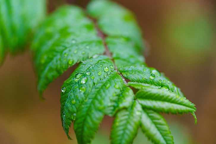 eső, csepegtető, növény, nedves, levél, természet, zöld színű