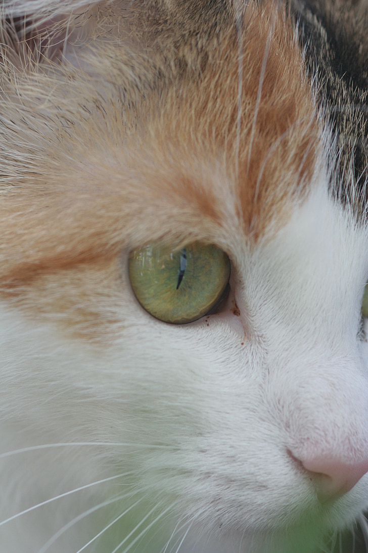 Cat's eye, kat, dier, gezicht van de kat, hoofd, oog, gezicht