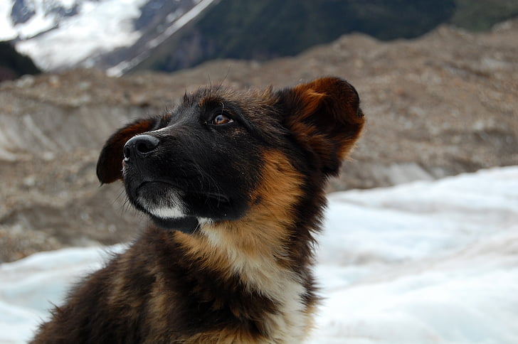 куче, ледник, сняг планина, животински портрети