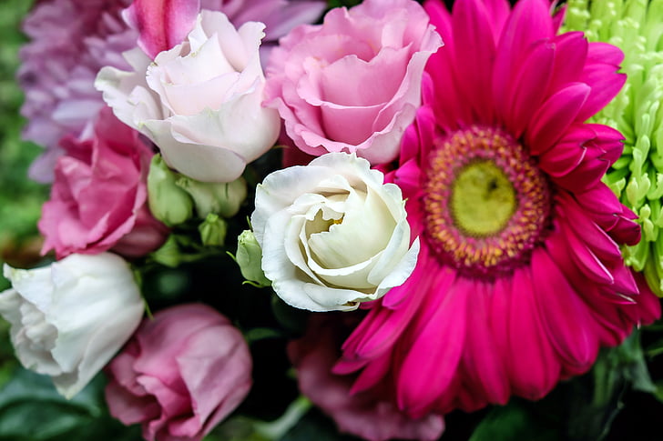 лизиантус, цветок, Цветы, Белый, розовый, утомительно, Гербера