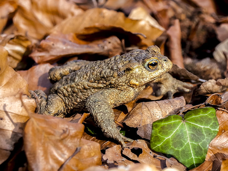 common toad, toad, amphibians, nature, animal, reptile, wildlife