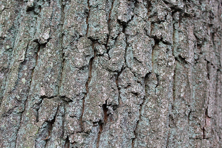 bark, natur, Log, træ, Tree bark, træ, Luk
