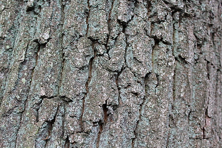 bark, nature, log, tree, tree bark, wood, close