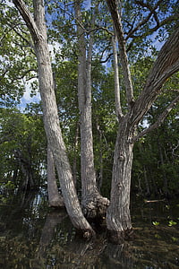 Arboreto, mangrovie, Isole di WiDi, acqua di mare, Tropical