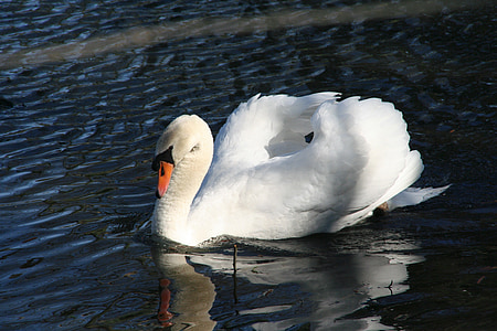 лебед, романтика, езеро, птица, ням лебед, патица птица, бяло