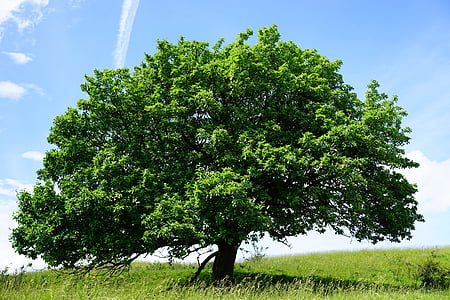 árbol, pie solo, maar de ecker Rand, Serbal de real, Sorbus aria, haw, Sorbus