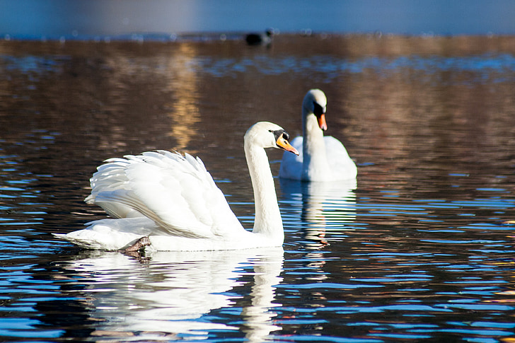 Swan, fågel, vatten, dammen, simma, Vacker, vit