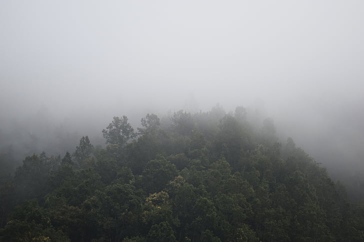 ködös, erdő, hegyi, természet, fák, köd, köd