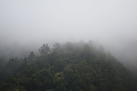 Туманный, лес, Гора, Природа, деревья, туман, туман